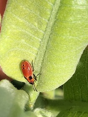 Lygaeus kalmii