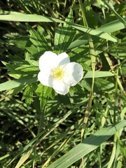 Anemonastrum canadense