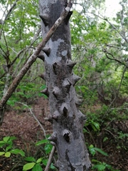 Zanthoxylum arborescens