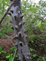 Zanthoxylum arborescens