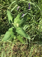 Asclepias syriaca