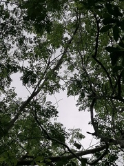 Zanthoxylum arborescens