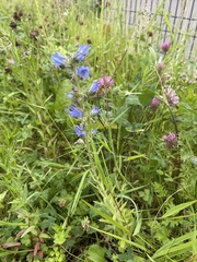 Echium vulgare
