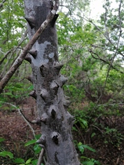 Zanthoxylum arborescens