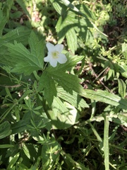 Anemonastrum canadense