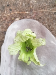 Parmentiera aculeata