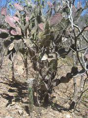 Opuntia wilcoxii