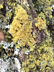 Xanthomendoza fallax