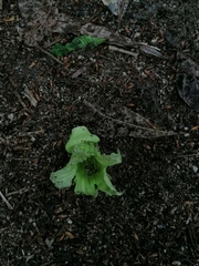 Parmentiera aculeata