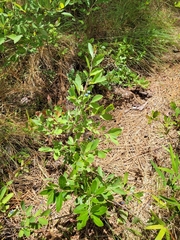 Vaccinium tenellum