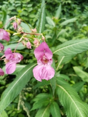Impatiens glandulifera