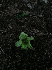 Parmentiera aculeata