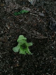 Parmentiera aculeata