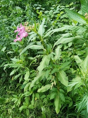 Impatiens glandulifera