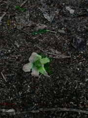 Parmentiera aculeata