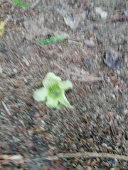 Parmentiera aculeata