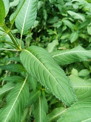 Impatiens glandulifera