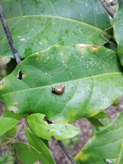 Euconulidae