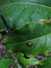 Euconulidae