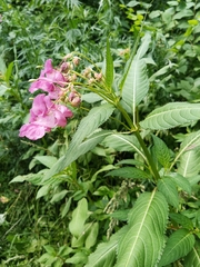 Impatiens glandulifera