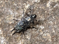 Poeciloderas quadripunctatus