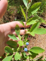 Vaccinium tenellum