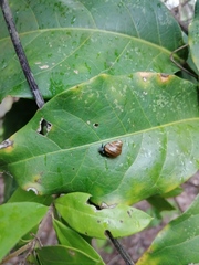 Euconulidae