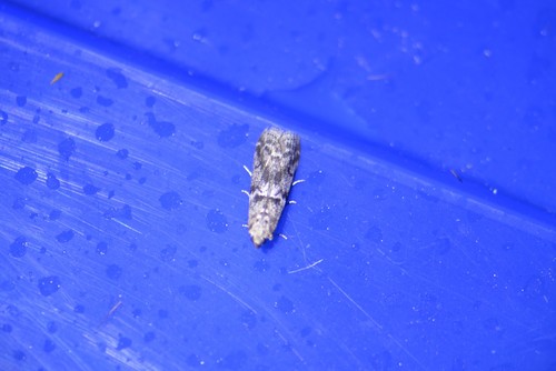 Pyla aenigmatica