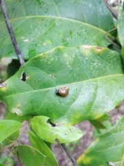 Euconulidae
