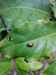 Euconulidae