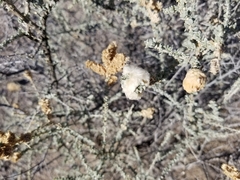 Asphondylia floccosa