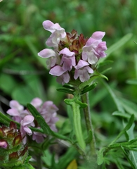 Prunella × intermedia