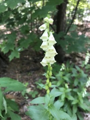 Digitalis lutea