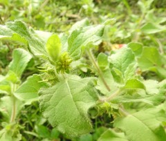 Acanthospermum hispidum