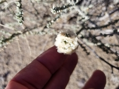 Asphondylia floccosa