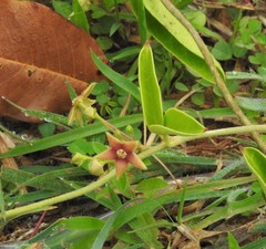 Vincetoxicum indicum