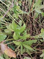 Potentilla nepalensis