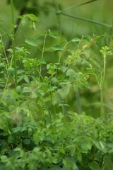 Thalictrum aquilegiifolium