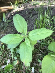 Magnoliopsida