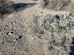 Asphondylia floccosa