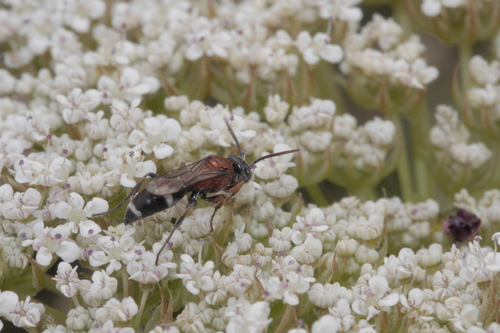 Harpactus laevis