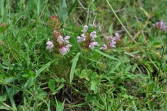 Prunella × intermedia