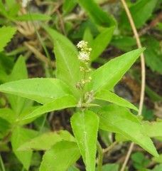 Croton bonplandianus