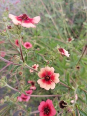 Potentilla nepalensis