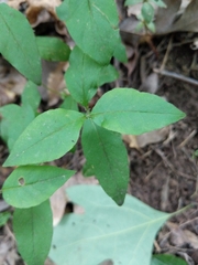 Lysimachia × producta