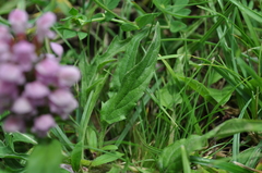 Prunella × intermedia