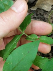 Lysimachia × producta