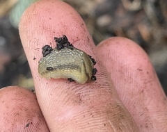 Arion fasciatus