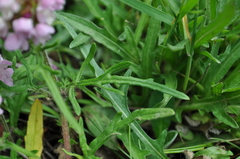 Prunella × intermedia