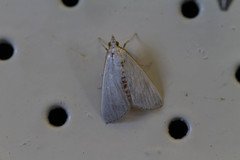 Margaroniini